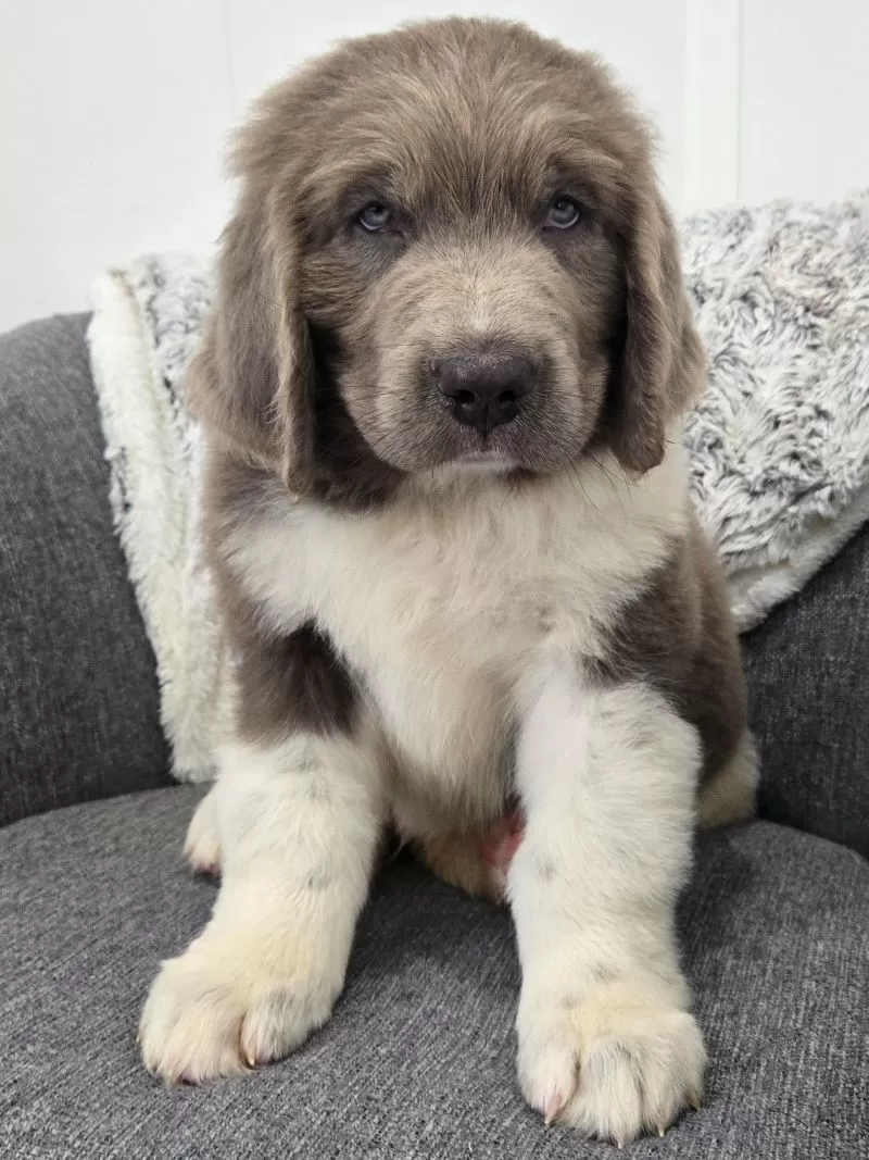 Scout