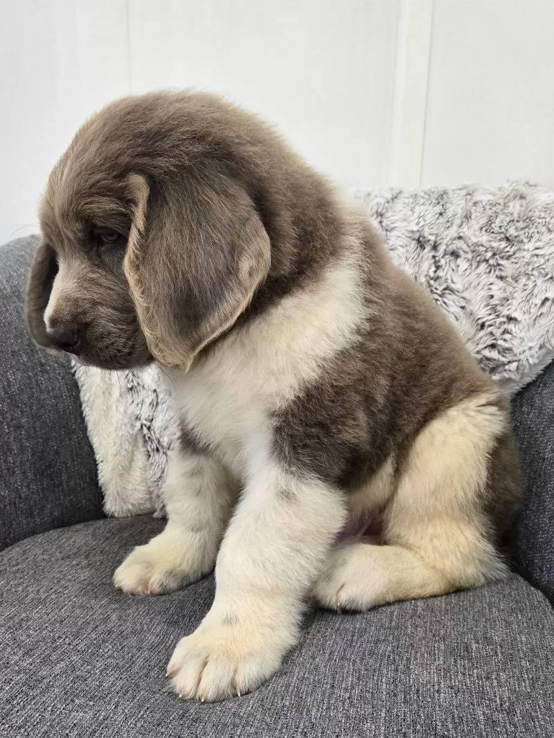 Scout