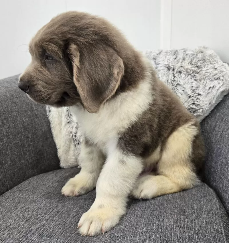 Scout