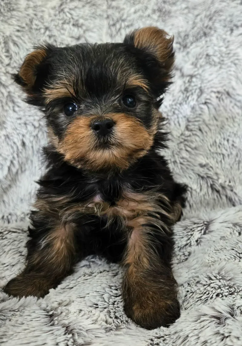 Puppy Name: Pixie