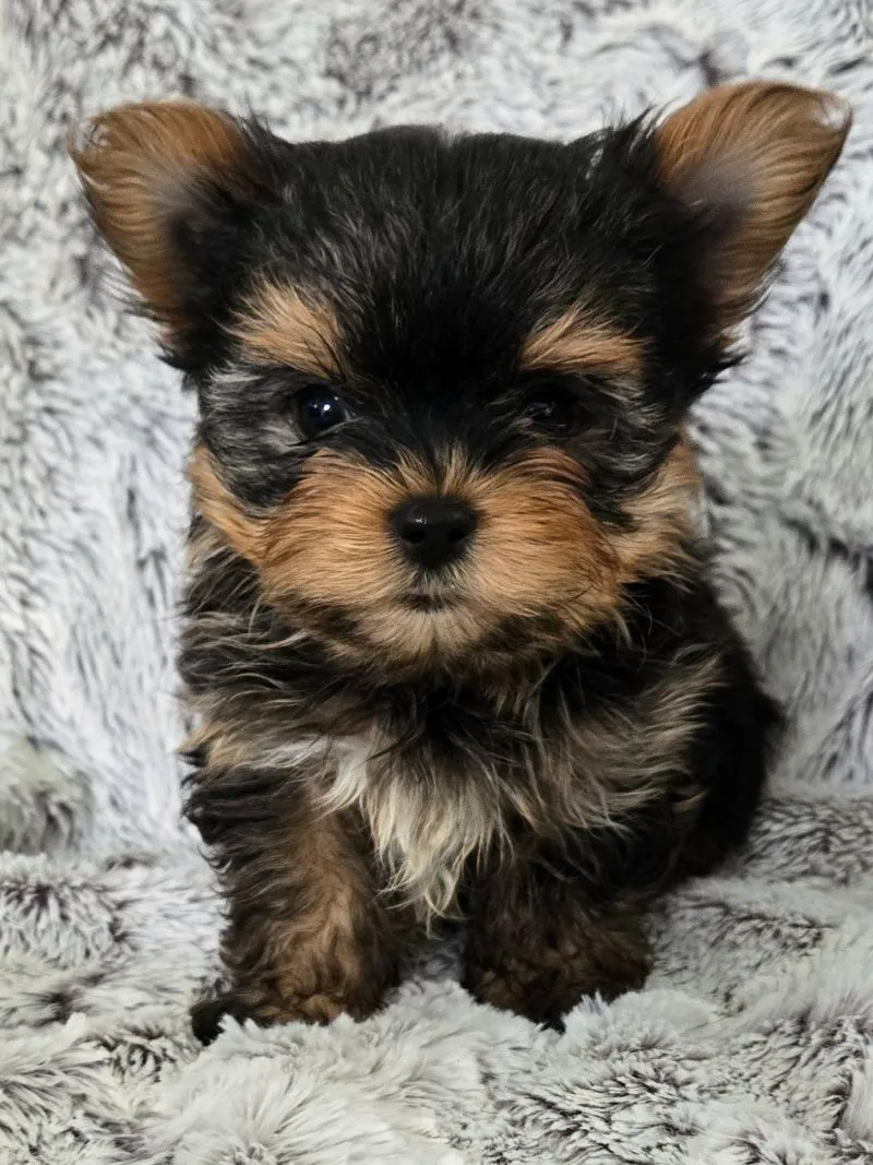 Puppy Name: Prince