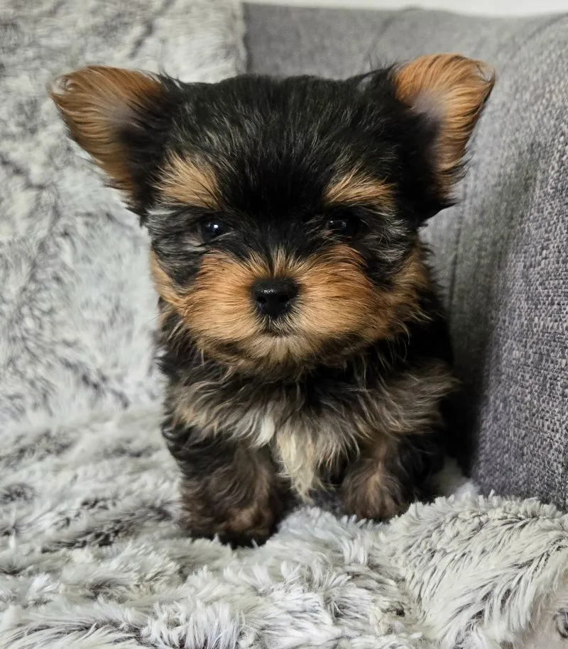 Prince