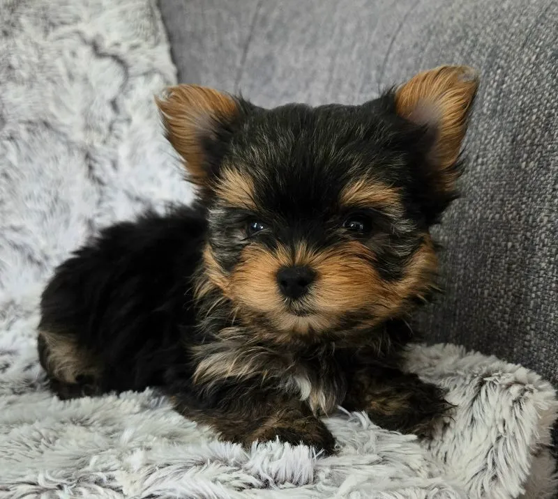 Prince