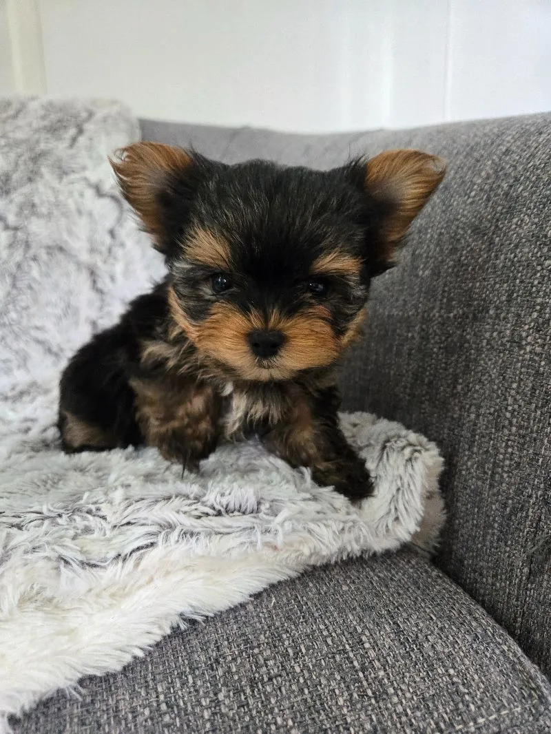Prince