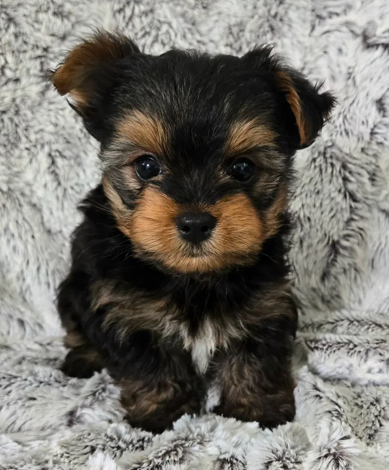 Puppy Name: Pepper