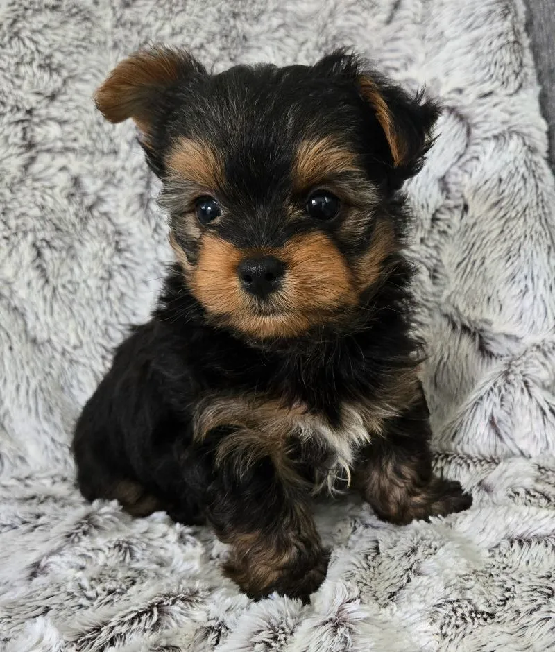 Pepper