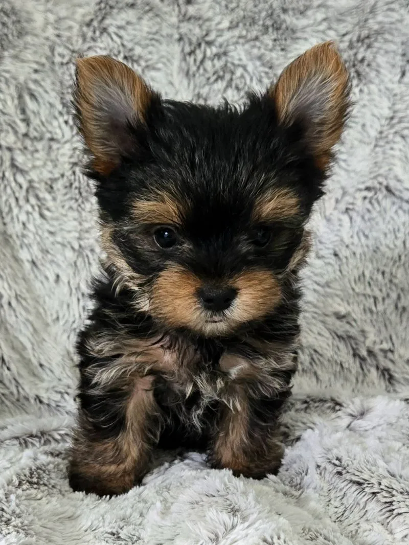 Puppy Name: Pearl