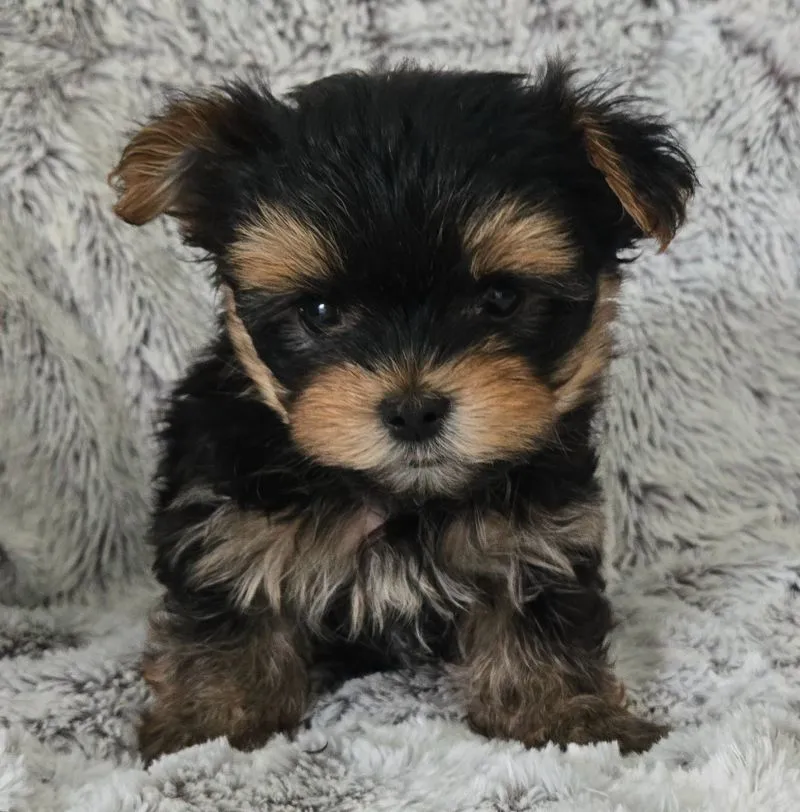 Puppy Name: Parker